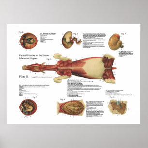 O cavalo Muscles a carta do poster da anatomia dos