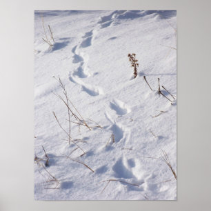 O cervo imprime o poster da neve