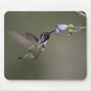 O colibri Mousepad da costela