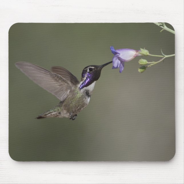 O colibri Mousepad da costela (Frente)