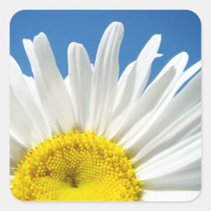 O costume das etiquetas da flor da margarida