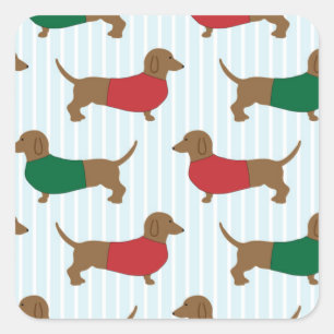 O Dachshund colorido persegue etiquetas