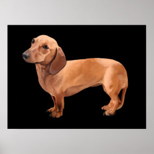 O Dachshund pelo impressão quadro Renn de Stephen