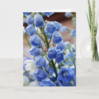 O Delphinium floresce o cartão