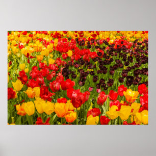 o florescimento de tulipas no Poster Paper (Matte)