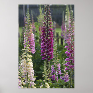 O Foxglove floresce… o poster