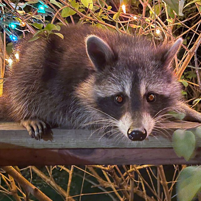 O futuro é a camisa feminina de mulher em preto (Criador carregado)