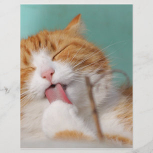 O gatinho alaranjado lambe