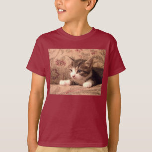 O gatinho cardinal caçoa a camisa