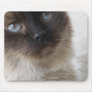 O gatinho Mousepad dos olhos azuis