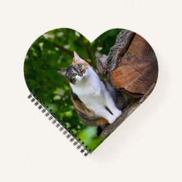 O Gato