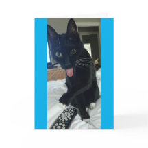 o gato engraçado dos cartões de agradecimentos