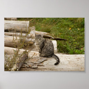 O gato está esperando-o - poster