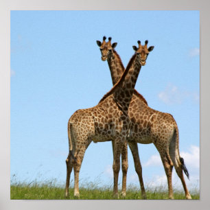 O girafa junta o poster
