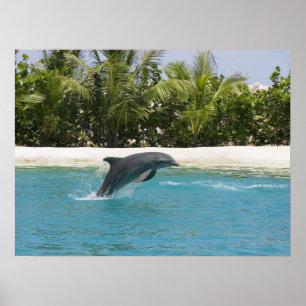 O golfinho que salta o poster tropical da praia