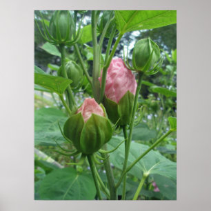O hibiscus brota o poster