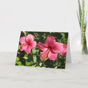 O hibiscus cor-de-rosa bonito floresce o cartão