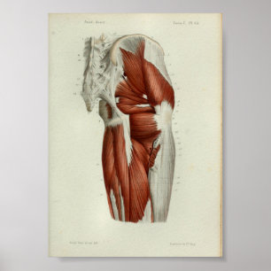 O impressão 1844 da anatomia do vintage Muscles o