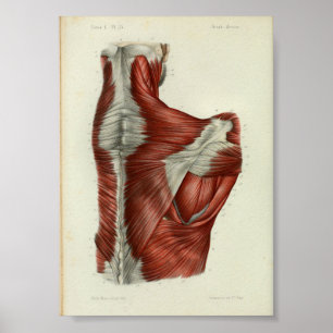 O impressão 1844 da anatomia do vintage Muscles o