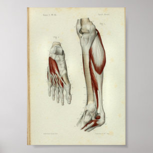 O impressão 1844 da anatomia do vintage Muscles o
