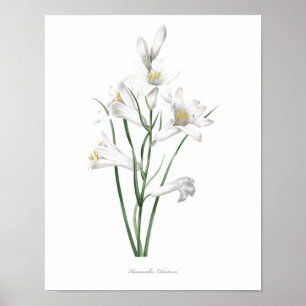 O impressão botânico O MAIS DE ALTA QUALIDADE do
