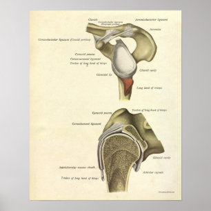 O impressão da anatomia do vintage desossa a