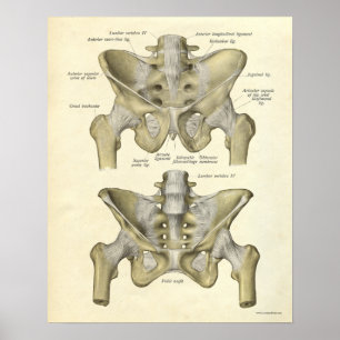 O impressão da anatomia do vintage desossa a pelv