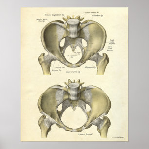 O impressão da anatomia do vintage desossa a pelv
