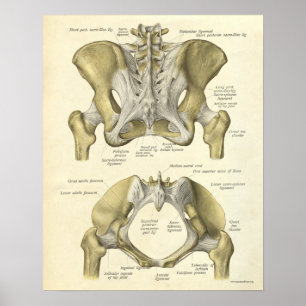 O impressão da anatomia do vintage desossa a pelv