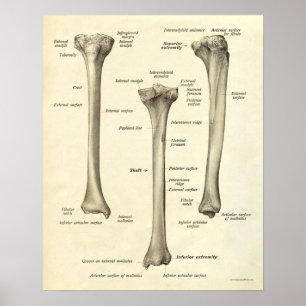 O impressão da anatomia do vintage desossa a tíb