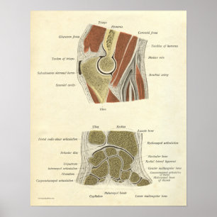O impressão da anatomia do vintage desossa junç