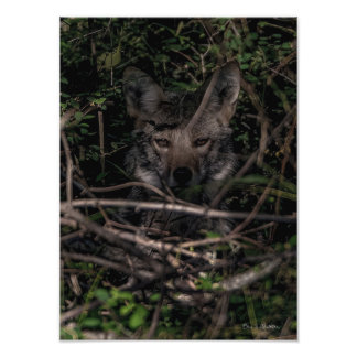O Impressão de Foto da Ilha de Guemes da Mãe