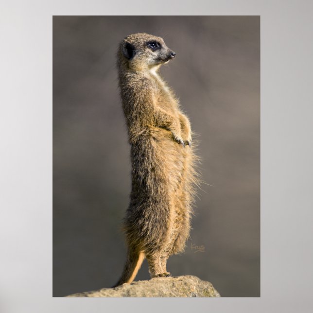 O Impressão Sentry (Frente)