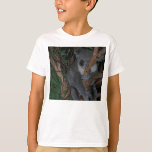 O Koala caçoa a camisa