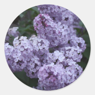 O Lilac floresce a etiqueta