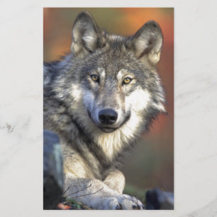 O Lobo