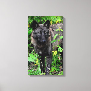 O lobo preto esticou o impressão das canvas
