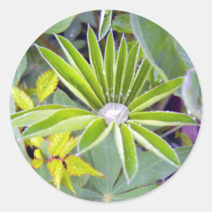 O Lupine enchido água sae da etiqueta