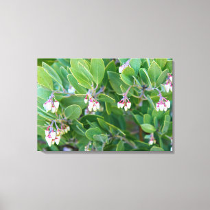 o manzanita floresce canvas