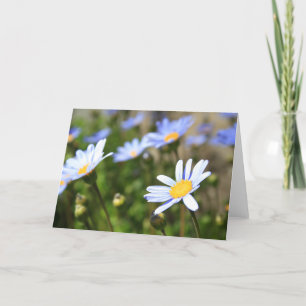 O Marguerite azul floresce o cartão, cartão de
