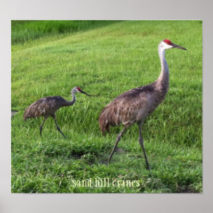 O monte da areia Cranes o poster
