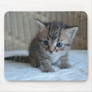 O Mousepad de Habu