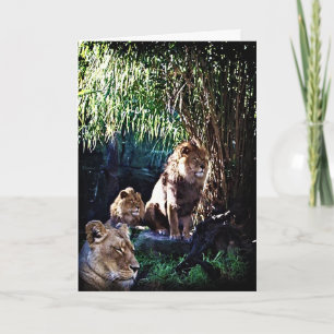 O Orgulho, cartão de saudação