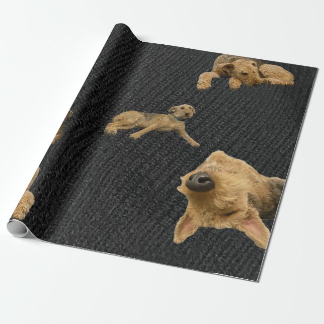 O Papel de Embrulho do Airedale Obstinado (Desenrolado)