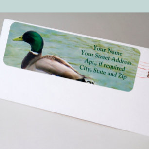 O Pato de Mallard Ortoso como Etiquetas de Endereç