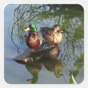 O pato selvagem Ducks as etiquetas #2