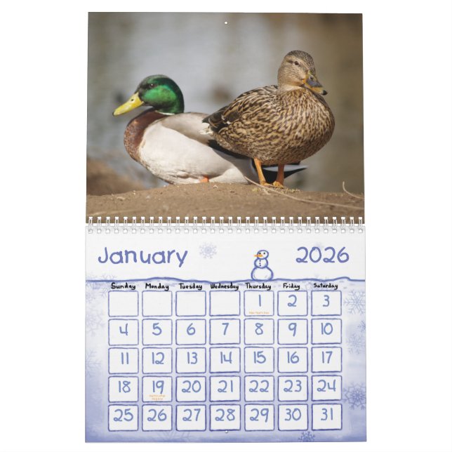 O pato selvagem Ducks o calendário da natureza (Jan 2026)