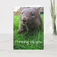 O pensamento de você carda! Wombat bonito, cartão