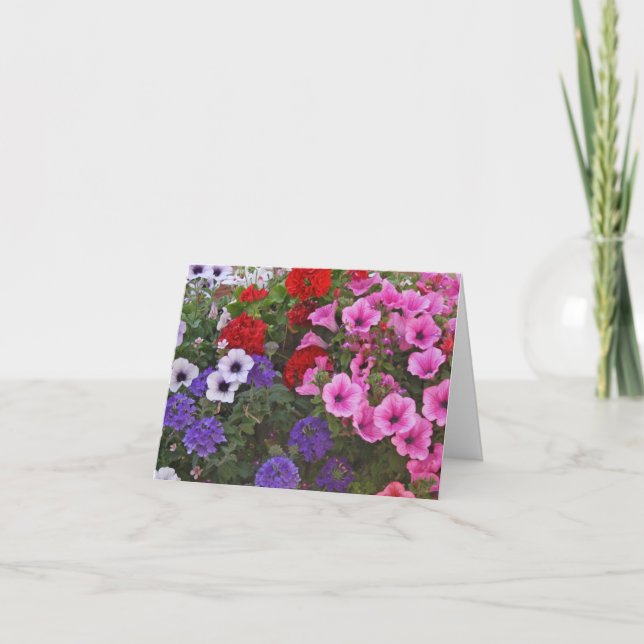 o petúnia floresce o cartão de presente (Frente)