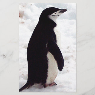 O Pinguim Mais Pobre, Nunca
